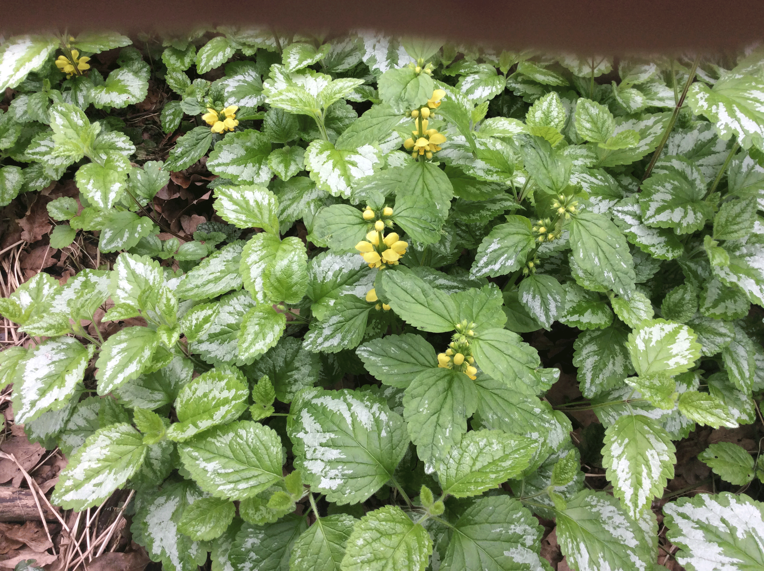 yellow-archangel.gif