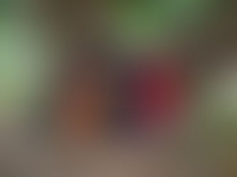 Konzert " Elderland" - Samstag, 11.10.2025, 19 Uhr