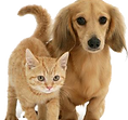gatto_e_cane.png