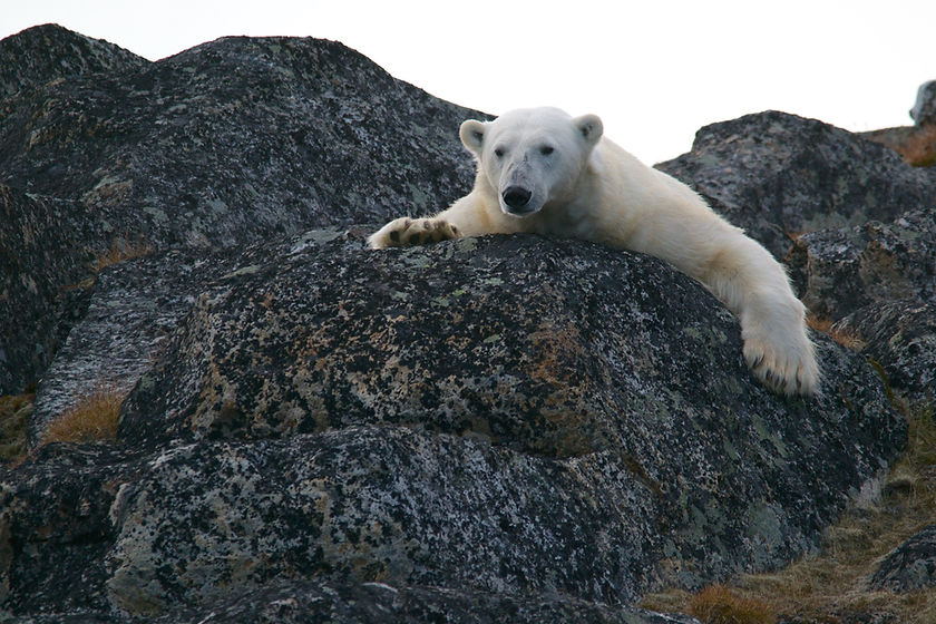 Polar Bear on Rocks