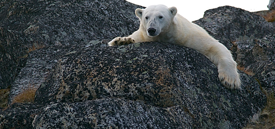 a bear