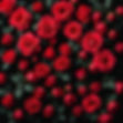 Black background completely full with red roses.jpg