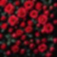 Black background completely full with red roses.jpg