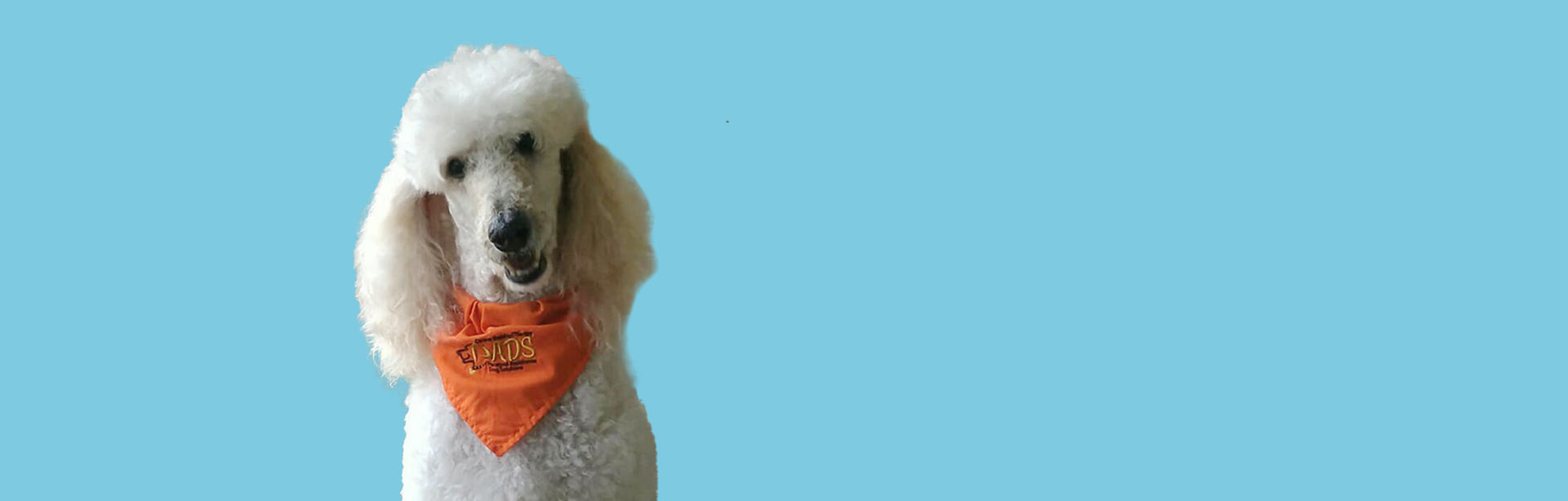 dog-coverS_2a.jpg