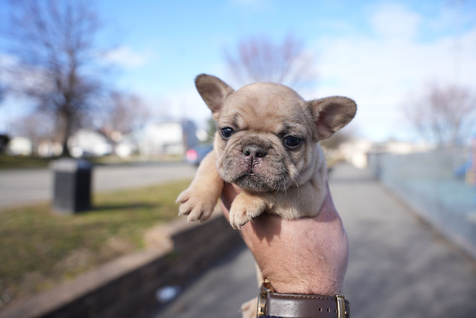 Thumbnail: Cryptic Fawn Merle Female