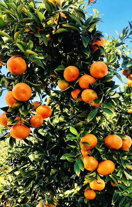 uga_sweet_frost_tangerine.jpg