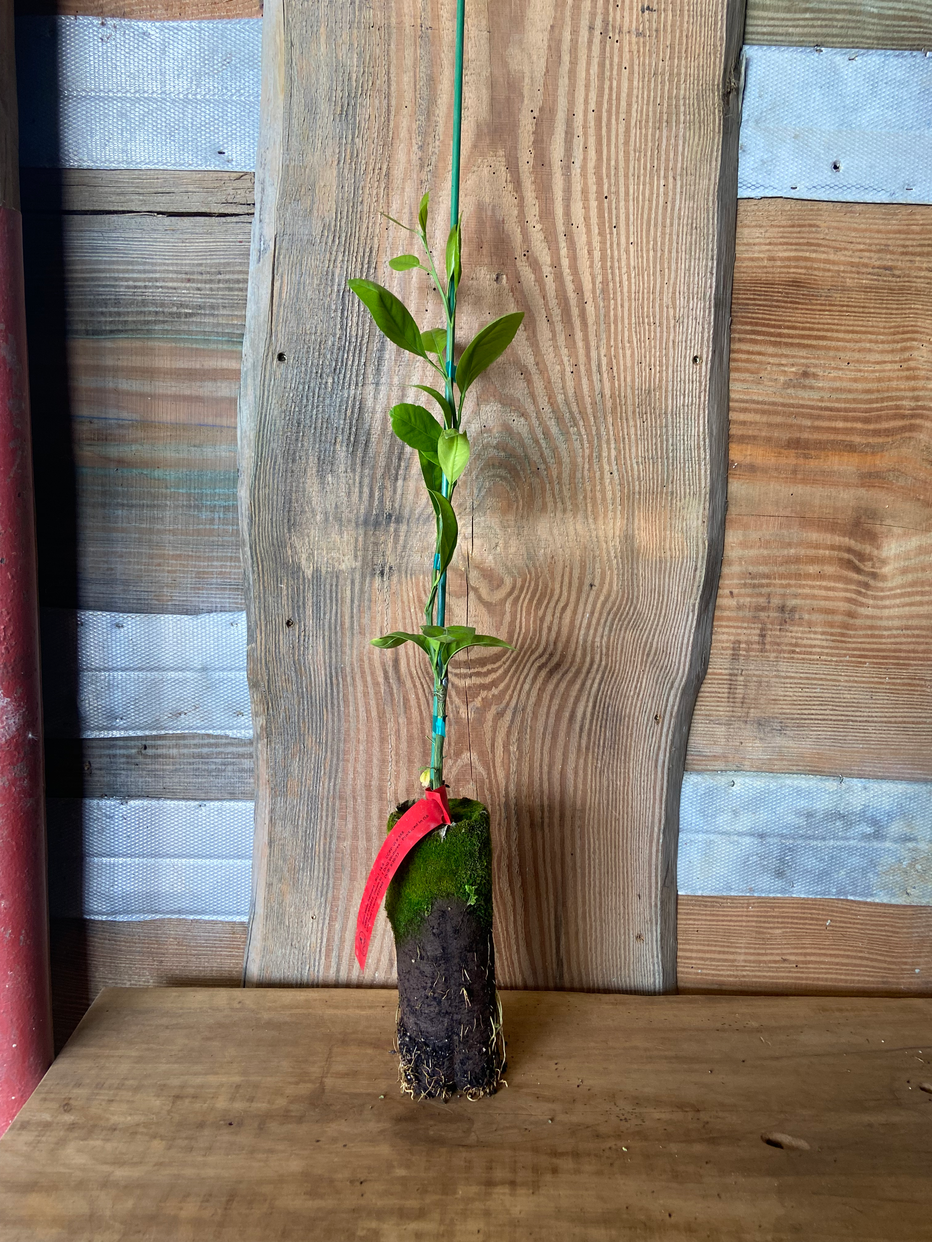 Improved Meyer Lemon