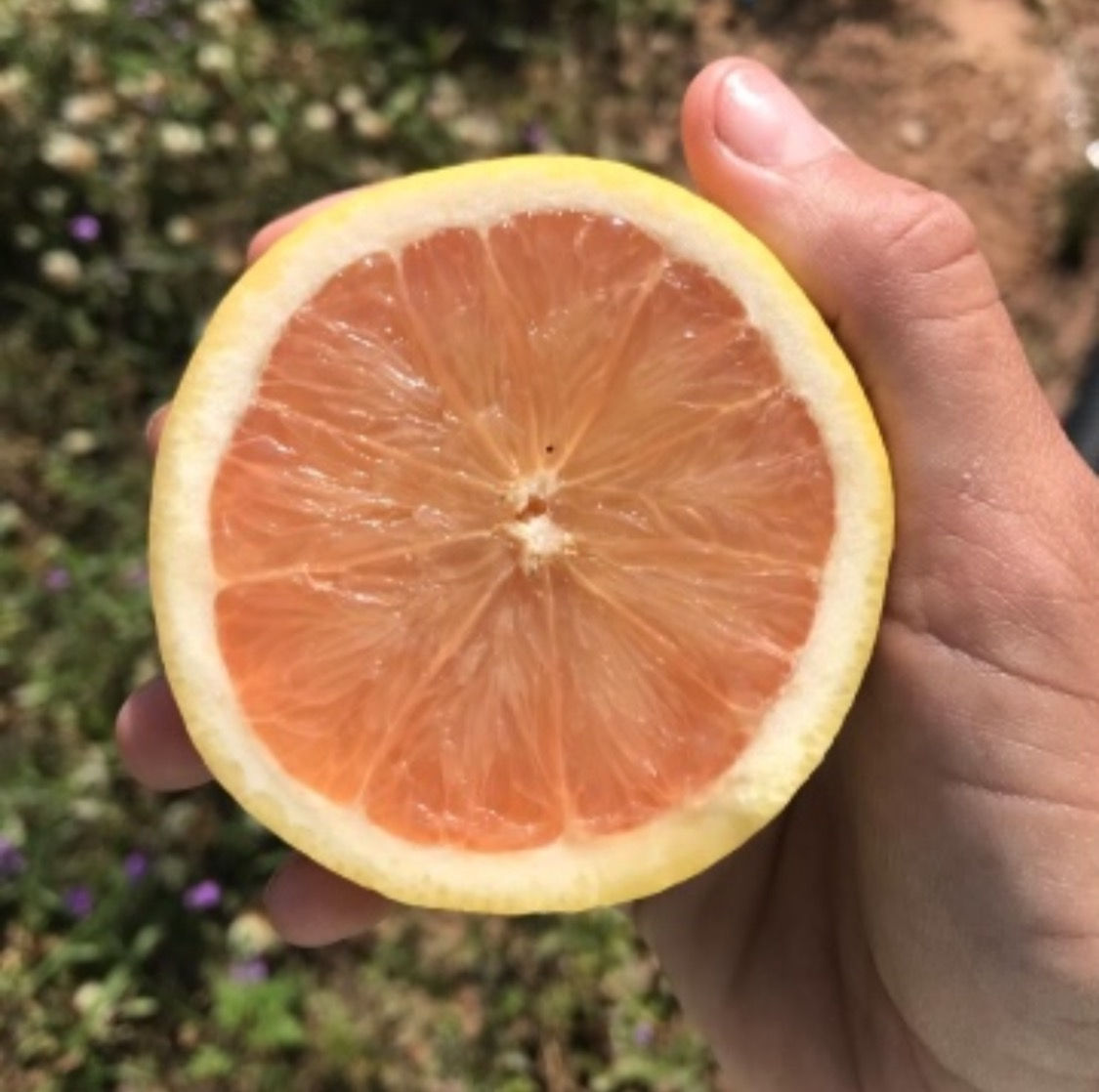 UGA Pink Frost Grapefruit
