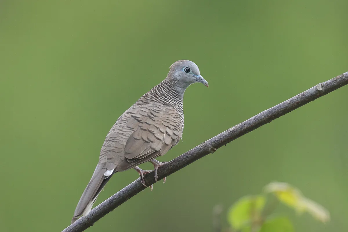 Zebra dove