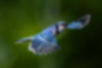 Blue Jay in Flight against a blurred background with wings spread.jpg