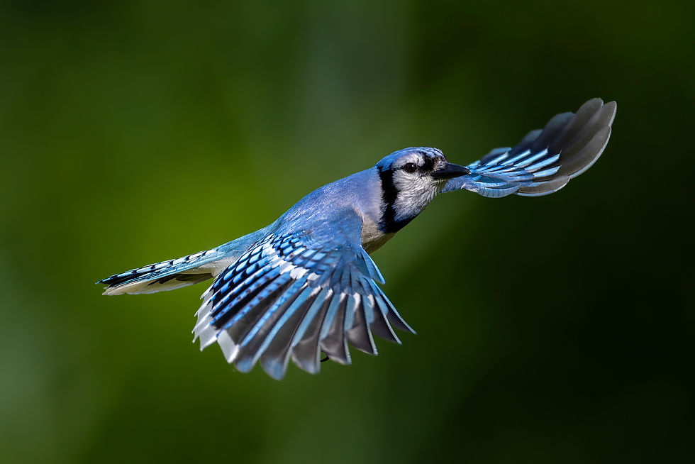 Blue Jay in Flight against a blurred background with wings spread.jpg