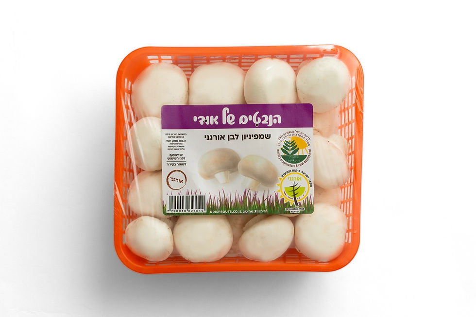 פטריות שמפניון לבן