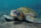 just chillin (galapagos)