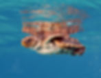 are you done yet (florida)