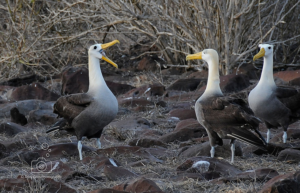 listen up team (galapagos)