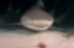 night lemon 3 (bahamas)