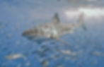 wikiwhite (mexico)