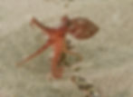 little octo (monterey)