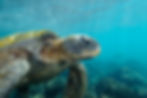 the shallows (isabela, galapagos)