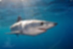 baby mako (san diego)