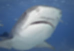 Emma face (bahamas)