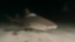 night lounger (bahamas)