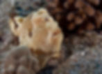 little frog (maui, hawaii)