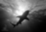 guardian angel (bahamas)