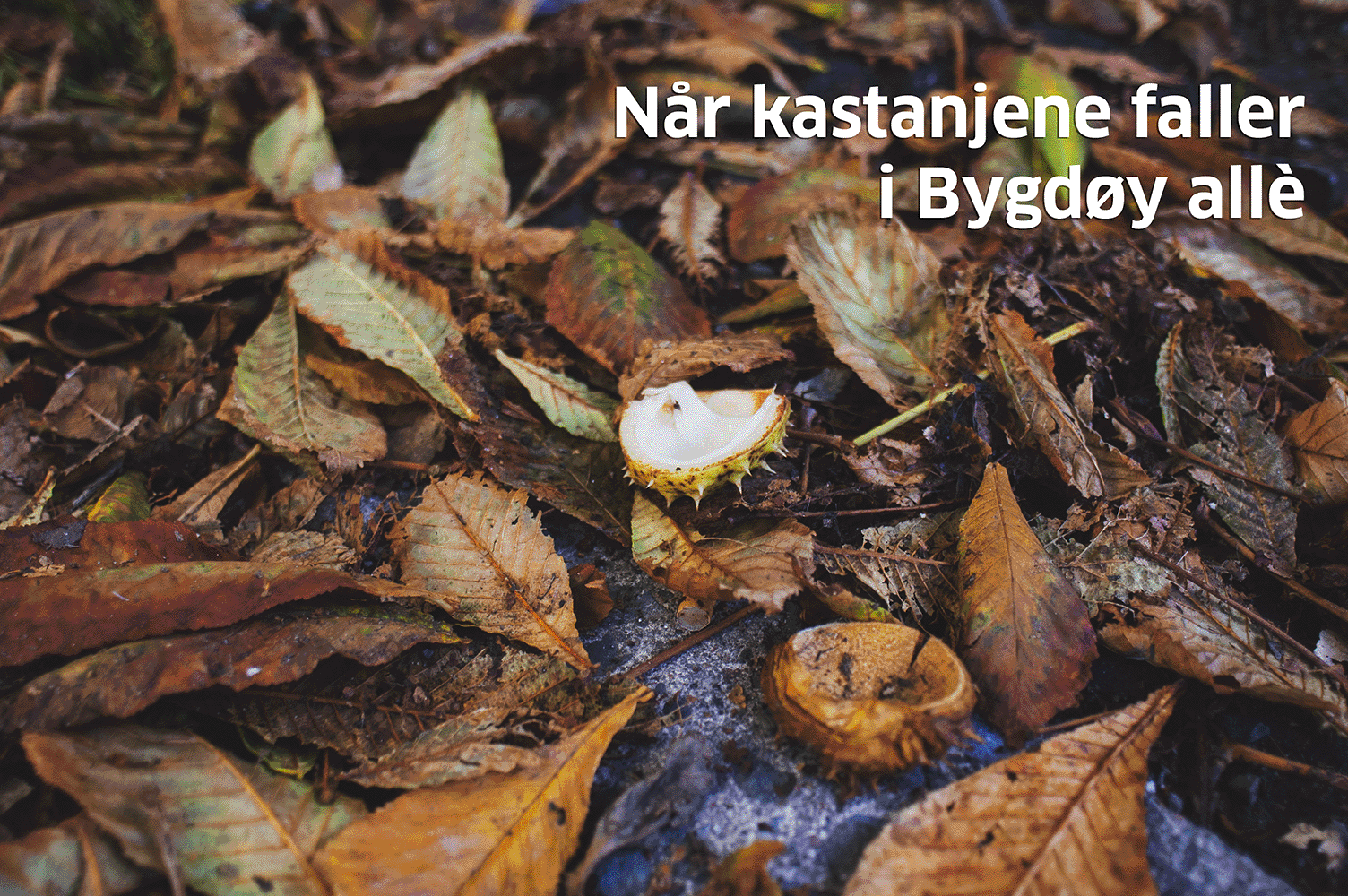 Når kastanjene faller.gif
