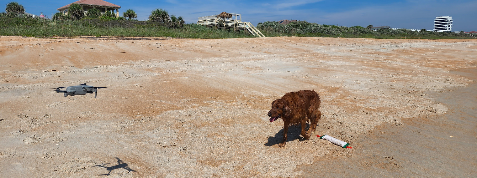 The Adventures of Penelope Anne, Dog, Golden Retriever, Flagler Beach, Florida