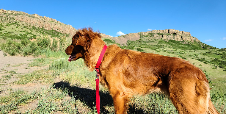 The Adventures of Penelope Anne, Golden, Colorado, Dog, Golden Retriever