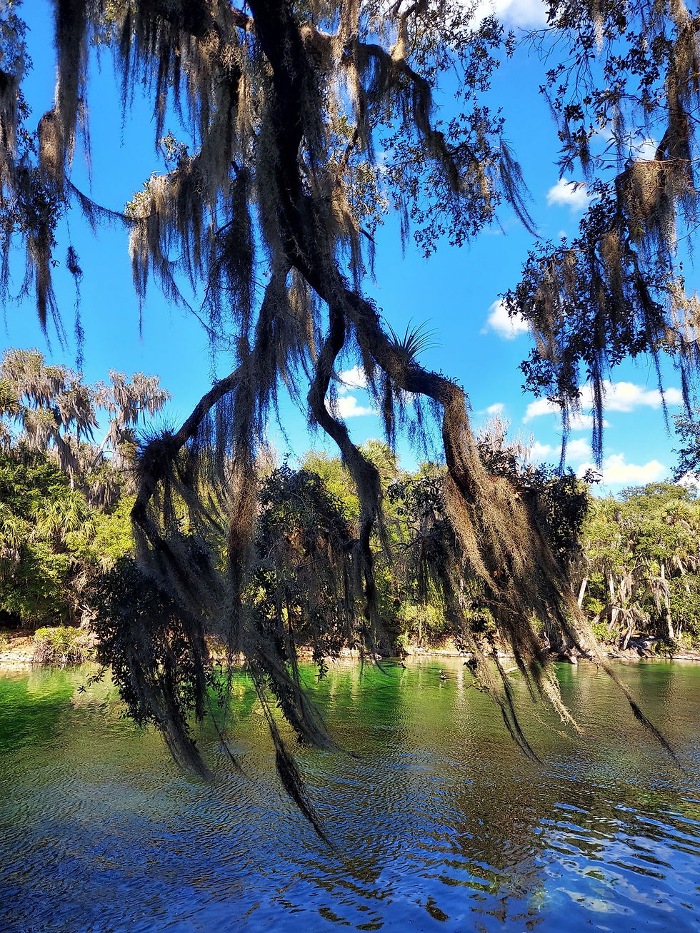 The Adventures of Penelope Anne, Dog, Golden Retriever, Grass, Trees, Palm Trees, Water, River, Blue Spring State Park, Orange City, Florida
