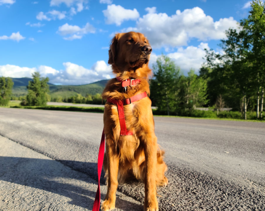 Penelope Anne in Haugan, MT