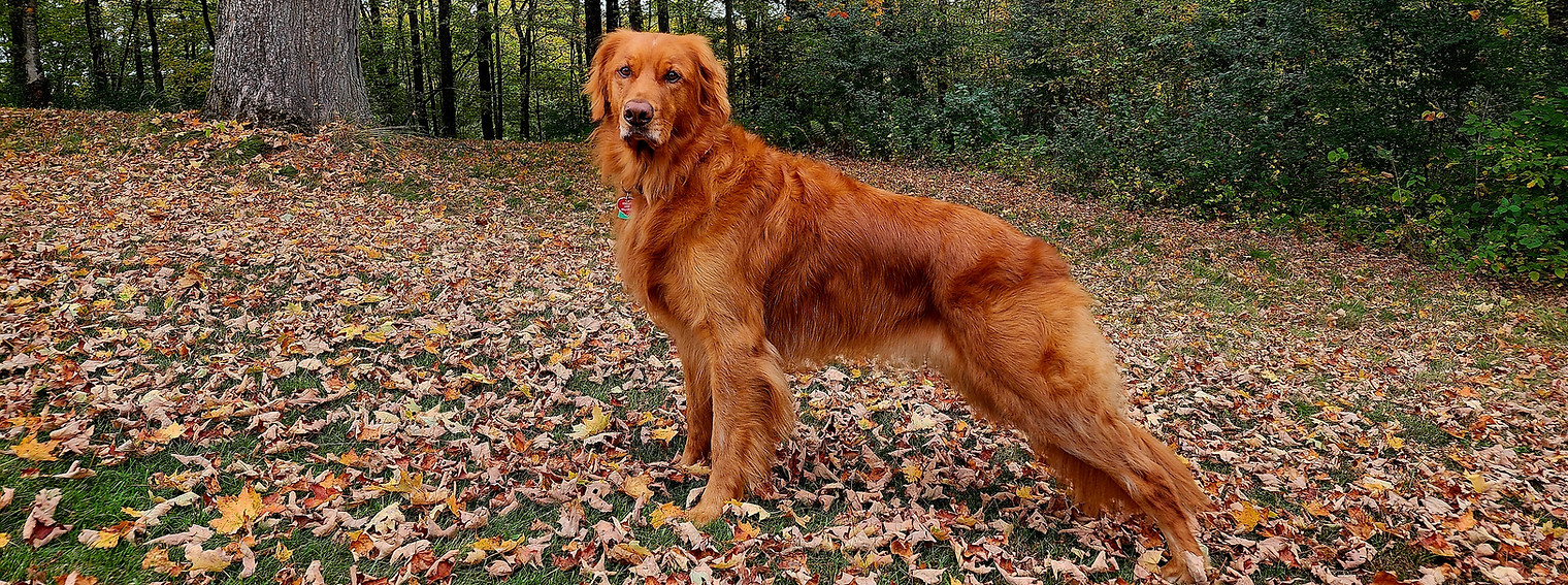 The Adventures of Penelope Anne, St Johnsbury Country Club, St Johnsbury, Vermont, Dog, Go