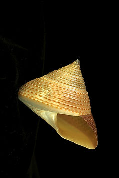 IMG_1523.JPG