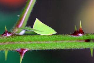 Leafhopper.JPG