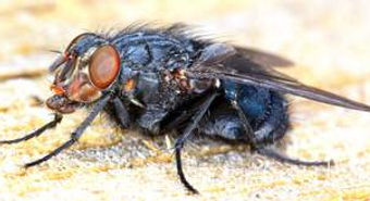 36 blowfly#1.JPG