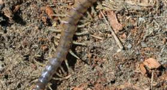 45 centipede .JPG