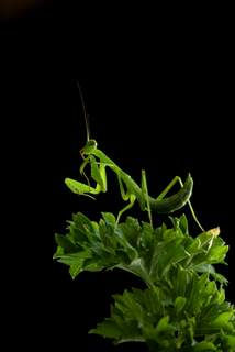 mantis 2019.JPG