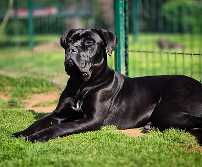 cane corso noir - Valse du Pays de la Tribo