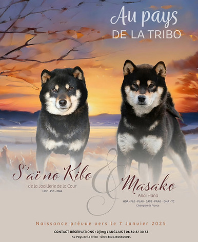 shibainufrance-aupaysdelatribo-chiot-noiretfeu