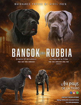 chiot cane corso - Au Pays de la Tribo