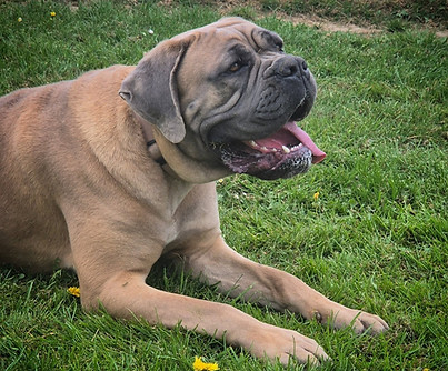 cane corso froment masque bleu - Urya - Elevage au Pays de la Tribo