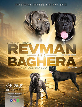 Chiots cane corso - au pays de la tribo 2026 - Baghera.jpg