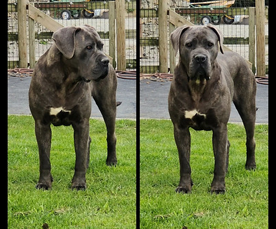 rubbia_dupaysdelatribo_canecorso.jpg