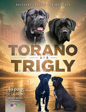 Chiots cane corso noir - Au pays de la tribo - 2026.jpg