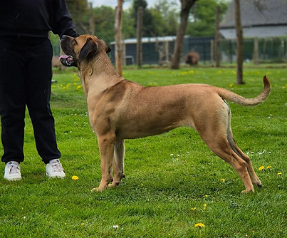 cane corso fauve masque noir - Vicky du Pays de la Tribo