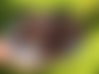 Decadent Fudgy Brownies