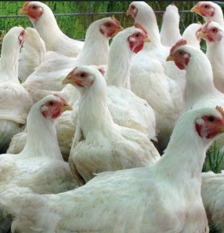 Poulets mâtures .jpg