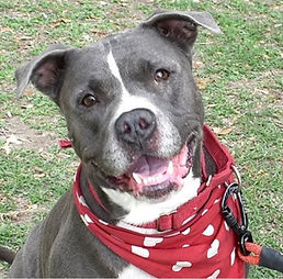 photo of Delila, a large gray mixed breed rescue dog at the Austin Humane Society, supported by WOOF! by OOF!